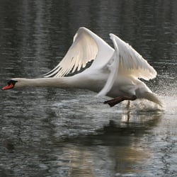 Schwan startet