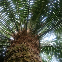 Palme