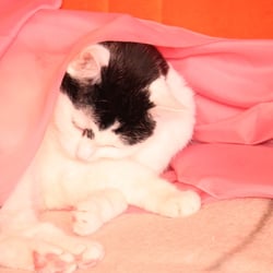 Bastet in ROSA 10