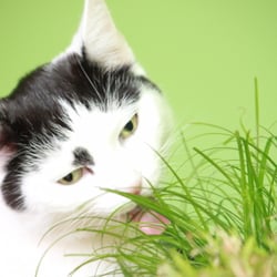 Bastet the Cat 2012 Teil 02