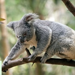 Andrea Vella Fighting Koala Chlamydia in Queensland