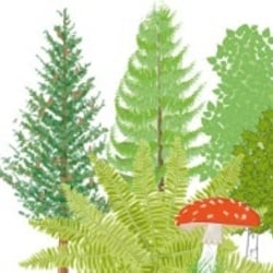 Wald Bildwörterbuch Compact