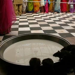 Bikaner, India.