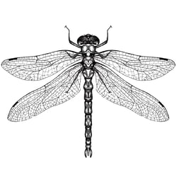 Dotwork Dragonfly