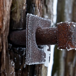 Rost