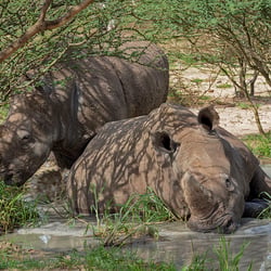 2Nas DSC3729−2NashörnerBaden Namibia