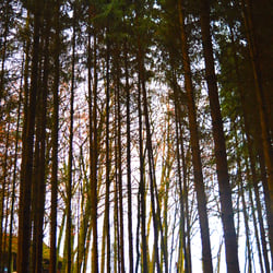 wald opt