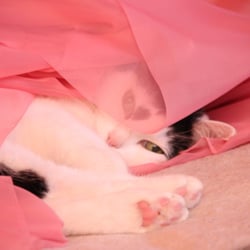 Bastet the Cat 2012 Teil 03