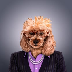 nerddog II web