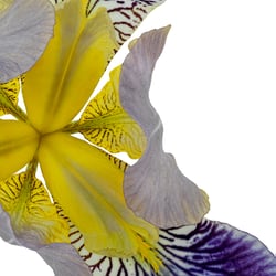 Fleur de Lis II – Variation II