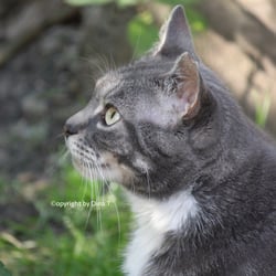 Cat Juli 2014 © by Dina.T