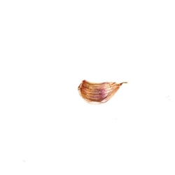Knoblauch