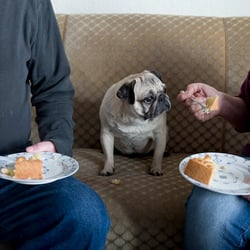 Mensch und Mops