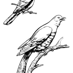 Strichzeichnungen mit Pinsel und Feder