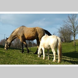 Esref Yilmaz/Fotografie: Tiere