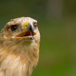 Raubadler