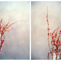krautcollage