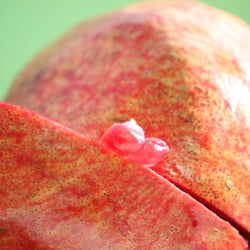 Granatapfel November 2012