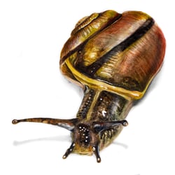 Schnecke | 40×50 | Aquarell