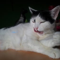 Bastet the Beauty Cat.. No. 05