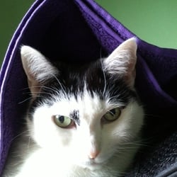 Bastet the Cat 2012 Teil 02