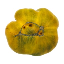 TOMATO * Charly Green