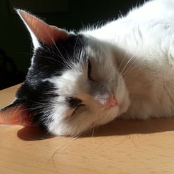 Bastet the Cat 2012 No. 18