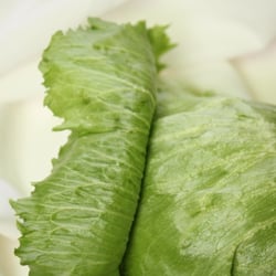 Eisbergsalat Nov. 2012