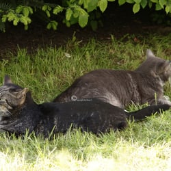 Cats 2014 Foto Übungen