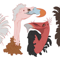 vulture heads: personal character design piece