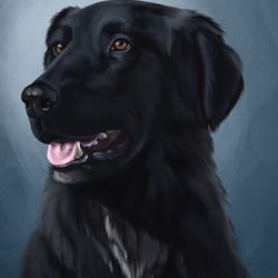 Hovawart