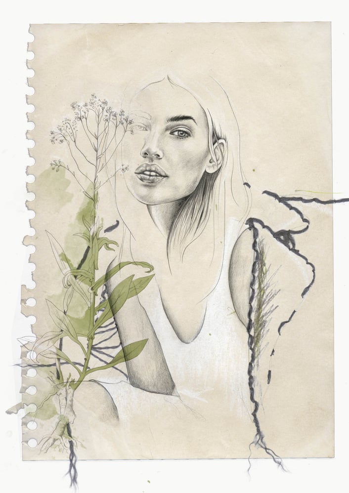 arnica