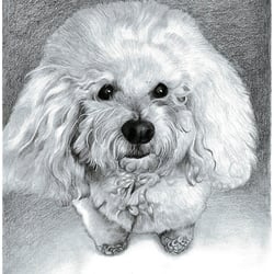 Portrait Hund