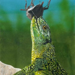 22 cm/ 28 cm/ Airbrush