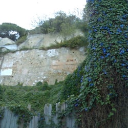 Trichterwinde, blau