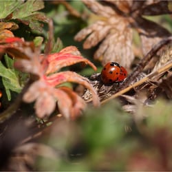 die Liebe als solche…
