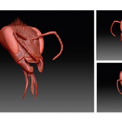 Zbrush Modelling  / Kopf & Proboscis