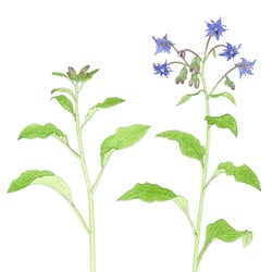 Borretsch