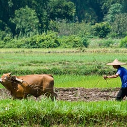 Landleben in der Nähe von Guilin