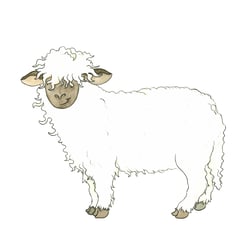 Schaf