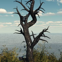 Tree without leaves