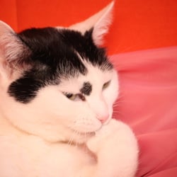 Bastet the Cat 2012 Teil 03