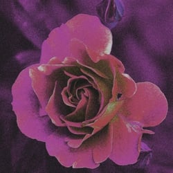 Rose13