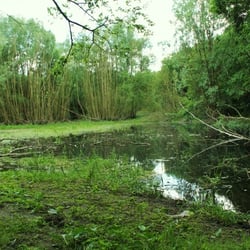 Waldsee