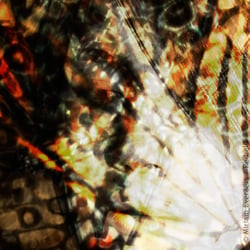 Aus der Reihe „psychodelic butterfly portraits“
