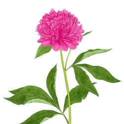 Pfingstrose