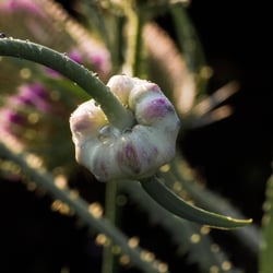 Knoblauch