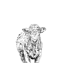 Illustration, Rind