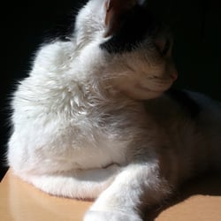 Bastet the Cat 2012 No. 14