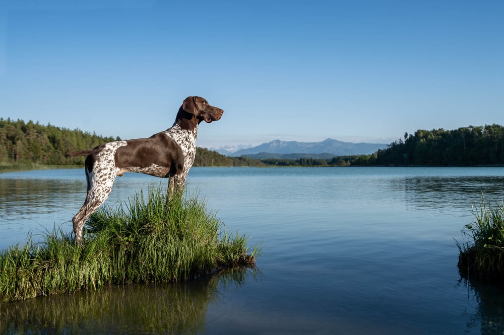 Purizon Hundefutter